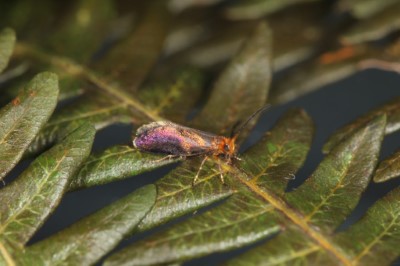 首次於浸水營野生動物重要棲地發現的小翅蛾 (攝影：姚錫宇)